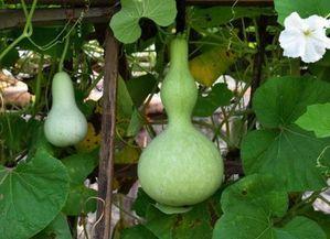 葫芦爷爷吃瓜视频,葫芦爷爷的奇妙吃瓜之旅