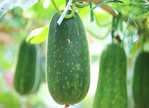 不能瞎吃的瓜,食品安全知识普及