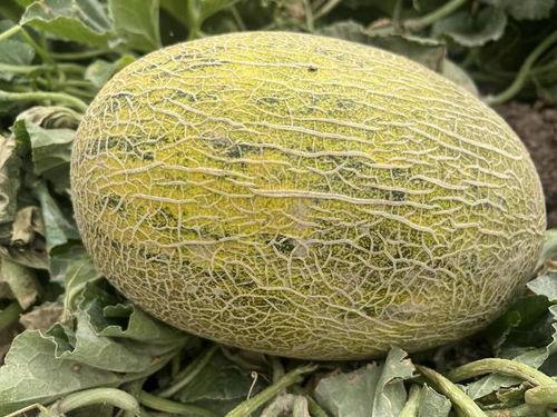 吃瓜天堂吃瓜优品,尽享吃瓜优品盛宴