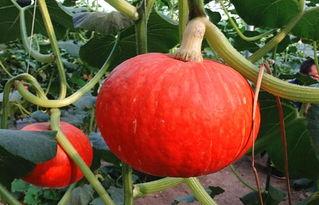 楠瓜没吃北瓜可以吃吗