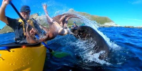 章鱼吃瓜事件,揭秘海洋生物的奇特饮食习惯