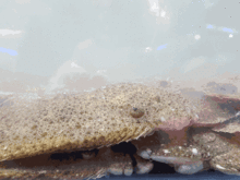 章鱼吃瓜事件,揭秘海洋生物的奇特饮食习惯