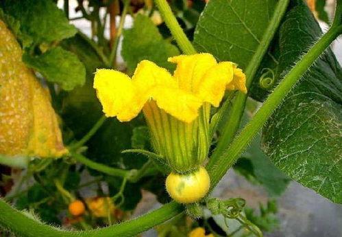 花前月下吃瓜微博,吃瓜群众热议微博新动态