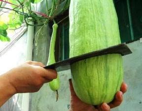 继续吃瓜图片大全,继续吃瓜图片大全趣味盘点