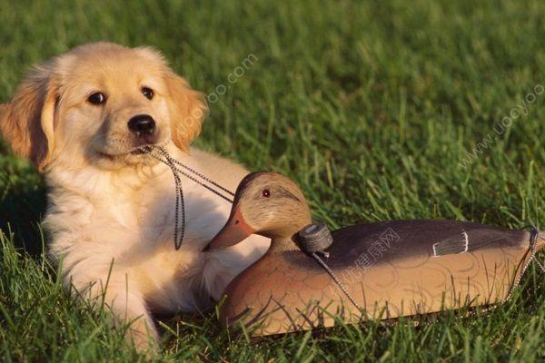 狗狗吃白玉瓜好吗,营养价值与注意事项