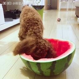 狗狗吃白玉瓜好吗,营养价值与注意事项