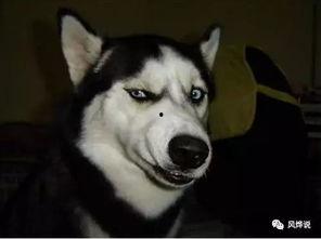 吃瓜群众丢狗头,丢狗头事件引发网友热议,真相究竟如何?