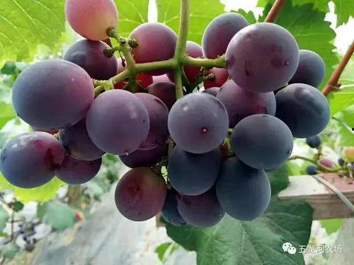 葡萄树下吃瓜,瓜香四溢的夏日时光