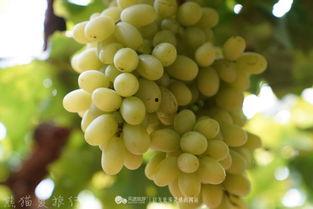 葡萄树下吃瓜,瓜香四溢的夏日时光