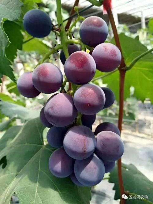 葡萄树下吃瓜,瓜香四溢的夏日时光