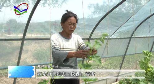 柳林吃瓜,揭秘娱乐圈背后的那些事儿