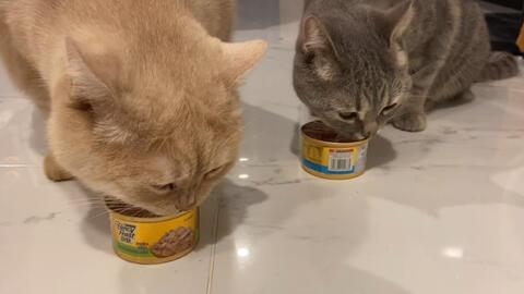 猫咪吃瓜罐头,瓜罐头成为猫咪新宠