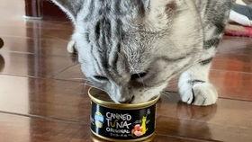 猫咪吃瓜罐头,瓜罐头成为猫咪新宠