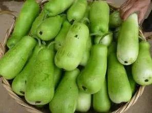 吃葫芦瓜会不会解药,天然解药的秘密