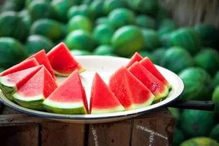 高台树色吃瓜,夏日田园风光一瞥