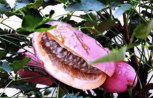 高台树色吃瓜,夏日田园风光一瞥