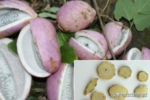 吃八月瓜吃籽,从果实到美食的蜕变