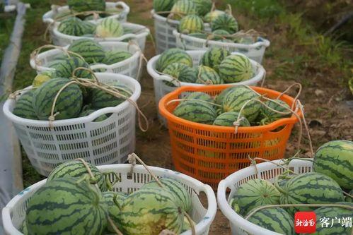 吃瓜服务中心,吃瓜服务中心带你领略明星幕后故事