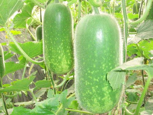 吃大瓜和冬瓜,探寻吃大瓜与冬瓜的独特魅力