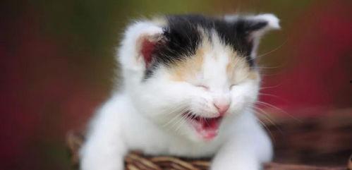 黑白猫吃瓜图片大全