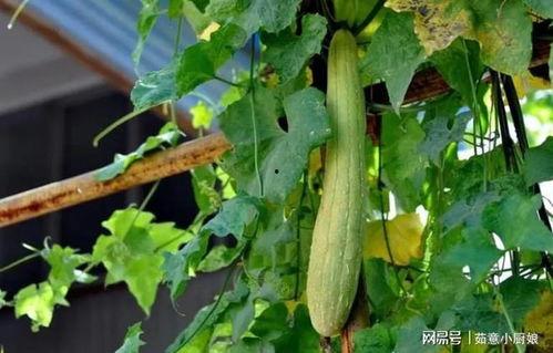 立秋吃瓜害处,揭秘潜在害处与养生之道