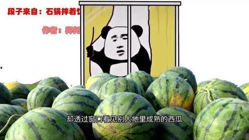 表哥直播吃瓜,一场视觉盛宴的美食之旅