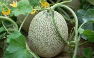 吃牛奶哈密瓜,营养美味双重享受