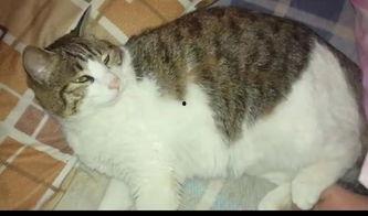 吃瓜猫咪秀,萌宠界的“八卦”风云