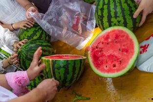 春节吃瓜的视频,趣味视频带你领略传统习俗新风尚