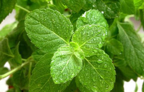 吃三叶瓜视频大全图片欣赏,视频大全图片赏析