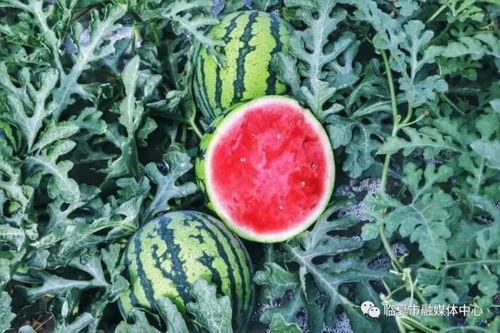 临夏最新吃瓜新闻视频,揭秘当地热门事件视频背后的真相