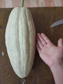 鸡瓜值得吃吗有毒吗视频,值得品尝还是谨慎为妙？