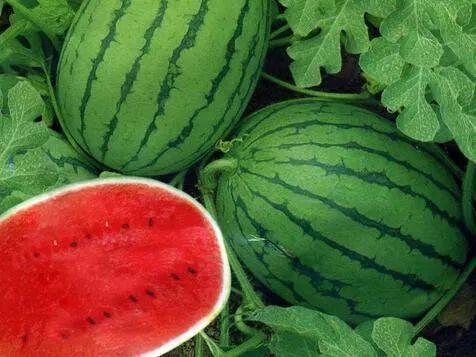 小孩吃黑蜜瓜好吗视频