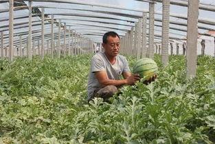 青岛群众吃瓜视频,欢乐氛围，共享夏日时光