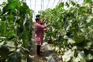 库尔勒群众吃瓜视频最新,夏日街头欢乐多