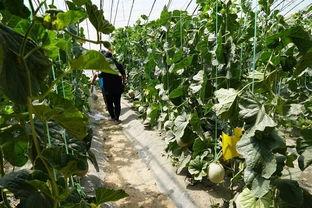 库尔勒群众吃瓜视频最新,夏日街头欢乐多