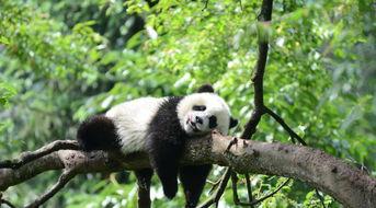 熊猫和地鼠吃哈密瓜视频,萌态十足萌翻网友