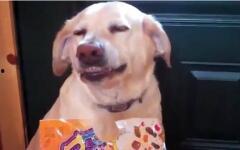 呆瓜吃猫粮完整版视频大全