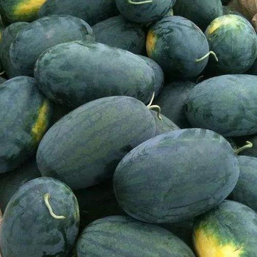 秃崽吃瓜黑料视频