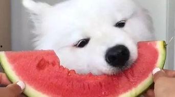 大羊吃瓜视频在线观看全集,揭秘视频全集，笑料横生的欢乐盛宴