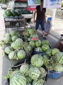邹城西城吃瓜事件视频,一场引发热议的网络视频风波