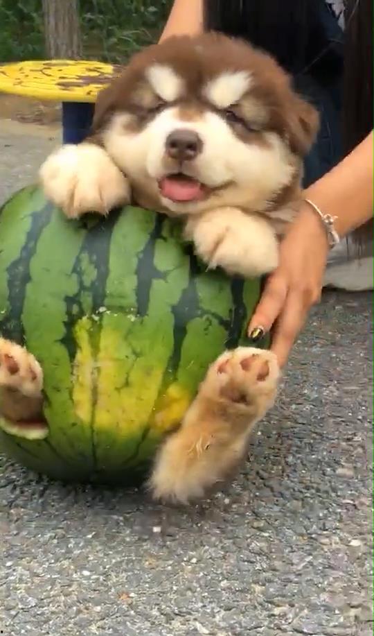 小瓜能给狗吃吗视频大全